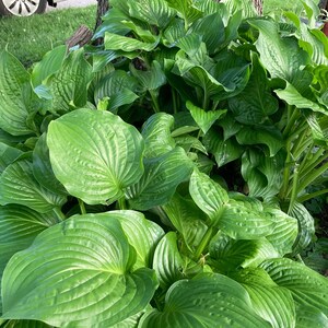 10-Pack Royal Standard Hosta – Green Leaf Bare Root Plant image 2