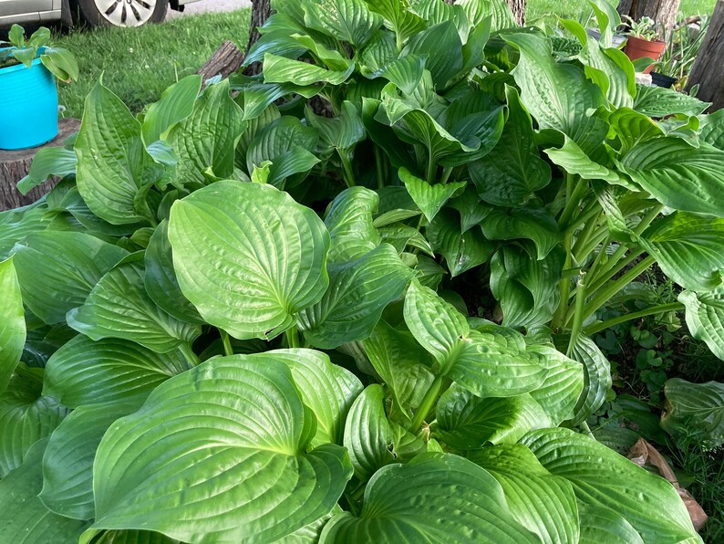 10-Pack Royal Standard Hosta – Green Leaf Bare Root Plant image 2