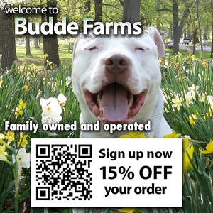 a happy white dog sitting in a field of yellow flowers, with a sign for Budde Farms in the background.