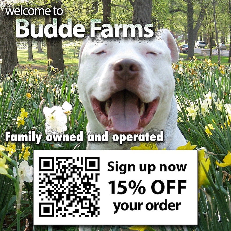 a happy white dog sitting in a field of yellow flowers, with a sign for Budde Farms in the background.