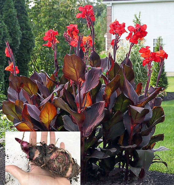 Giant Dark Red Purple Live Canna Lily 1 Lg Xl Extra Large Etsy Australia Giant Dark Red Purple Live Canna Lily 1 Lg Xl Extra Large Etsy Australia