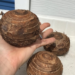 Jumbo-oorbellen olifant - levende bol extra groot - grootste maten tropische plant groen blad [XL/GIANT] -Beperkte hoeveelheid- afbeelding 8