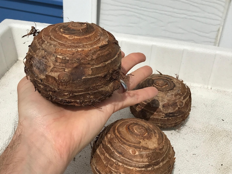 Jumbo-oorbellen olifant - levende bol extra groot - grootste maten tropische plant groen blad [XL/GIANT] -Beperkte hoeveelheid- afbeelding 8