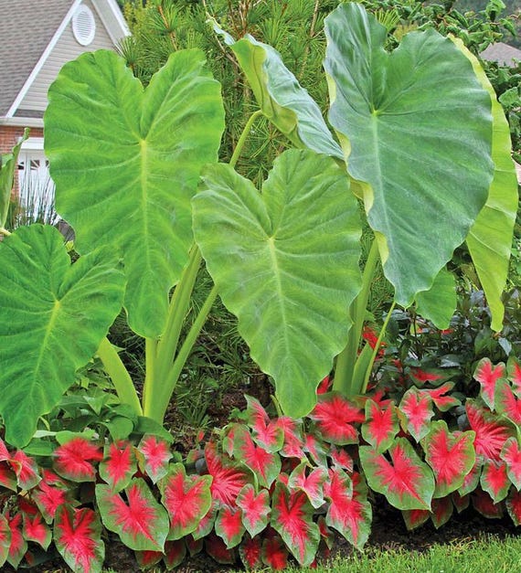 Elephant Ear Bulb | Tropical Kalo Plant - Etsy
