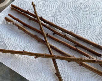 Zrazy do szczepienia - sadzonki drzew owocowych; brzoskwinia, śliwa, jabłoń, morwa, jarząb, agrest, grusza, kiwi i WIELE WIĘCEJ!