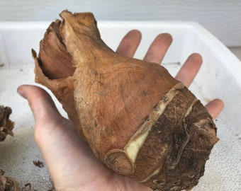 Giant Upight Elephant Ear Bulbs - Alocasia Portora