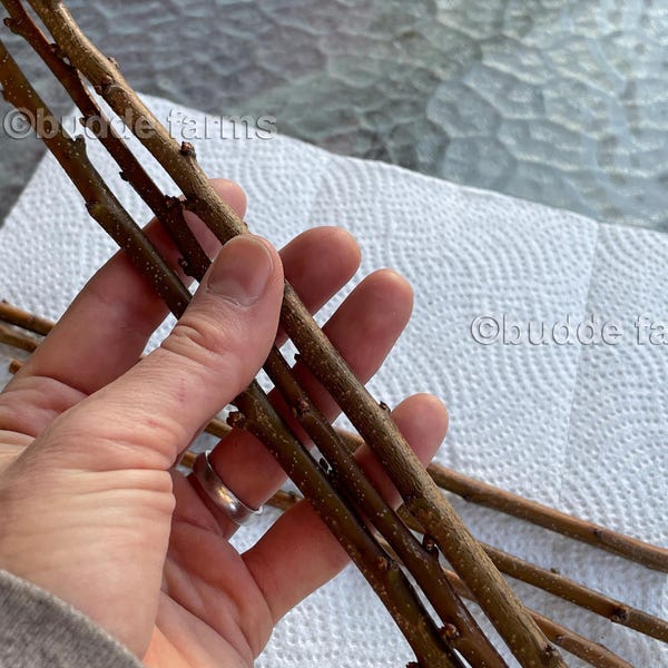 Flamin' Fury Peach Cuttings - Scion Wood for Grafting (3-Pack)