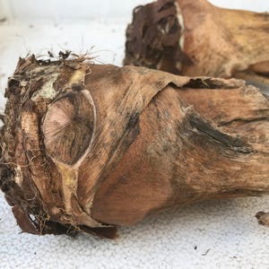 Alocasia Portora 'Upright Elephant Ear' *1 XL Live Bulb* (Portodora, Portadora, Portidora) Large Green Tropical Perennial Plant image 6