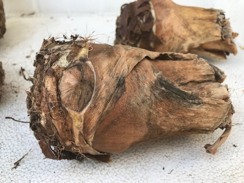 Alocasia Portora 'Upright Elephant Ear' *1 XL Live Bulb* (Portodora, Portadora, Portidora) Large Green Tropical Perennial Plant image 6