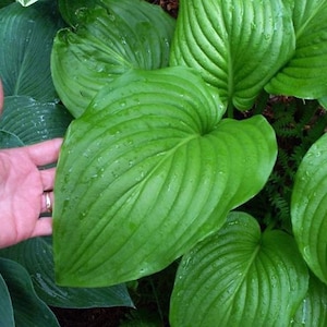 Hosta's Green Leaf Mooie variëteit! - Kies je selectie: 1 lamp, verpakking van 2, verpakking van 4, 6 stuks