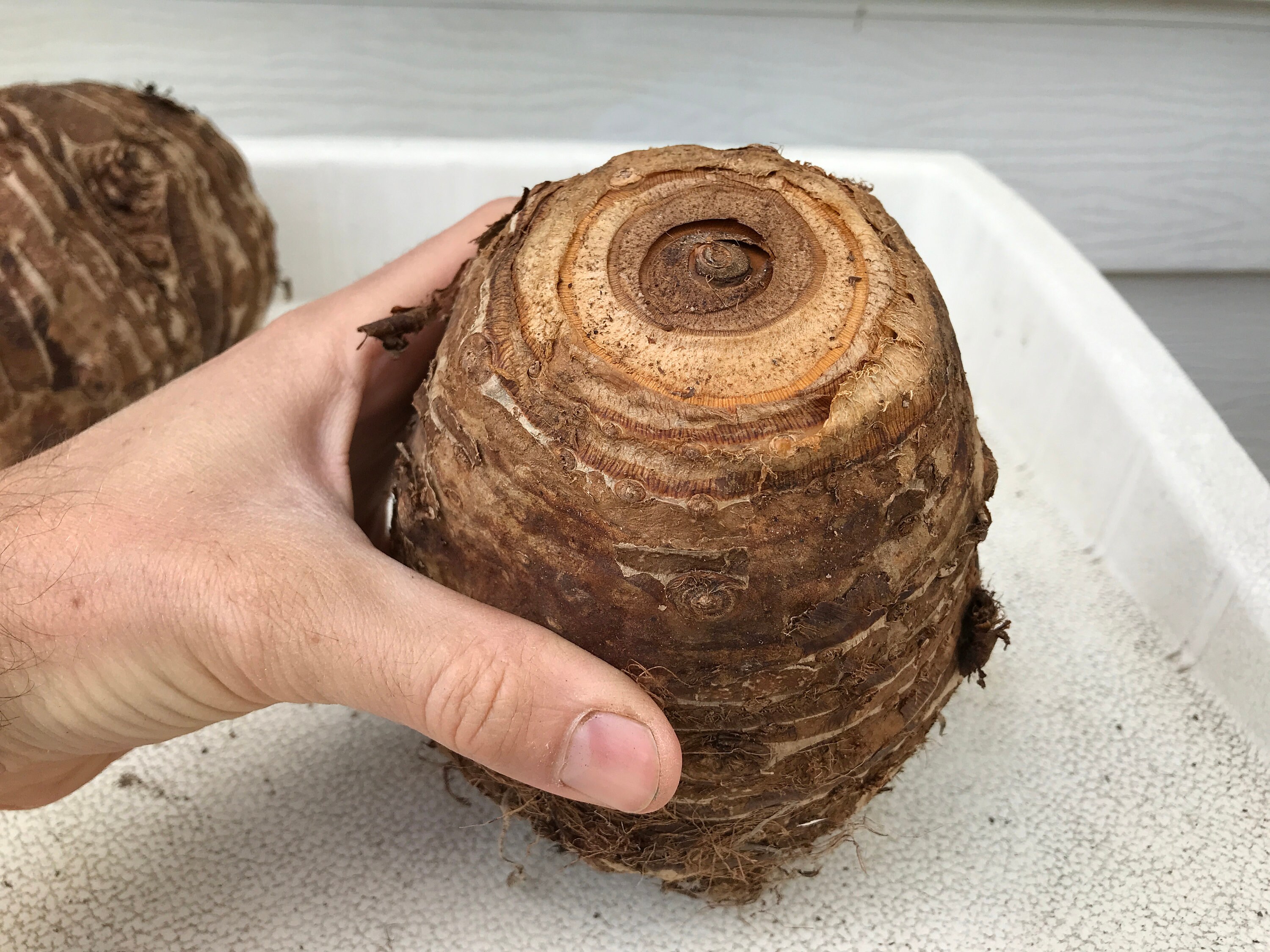 Elephant Ear Bulbs GIANT and MAMMOTH XXL Sizes Available Etsy UK