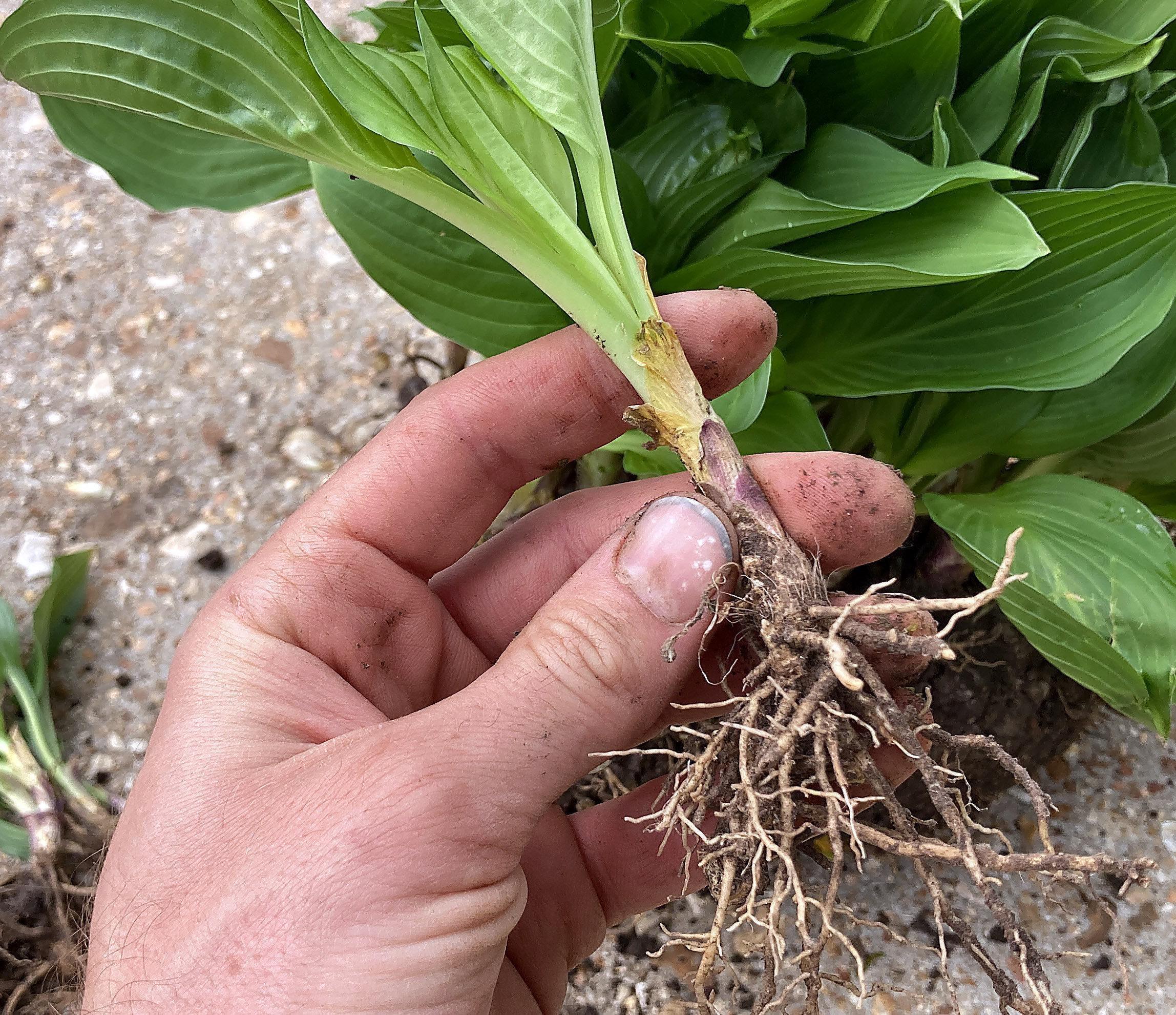 HOSTAS - [10-pack] CLEARANCE SALE (bare-root / Green Leaf White Flower
