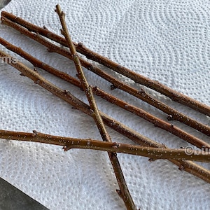 Scion wood for grafting - Fruit tree cuttings; Natives: Downy Serviceberry, Red Mulberry, American Elderberry