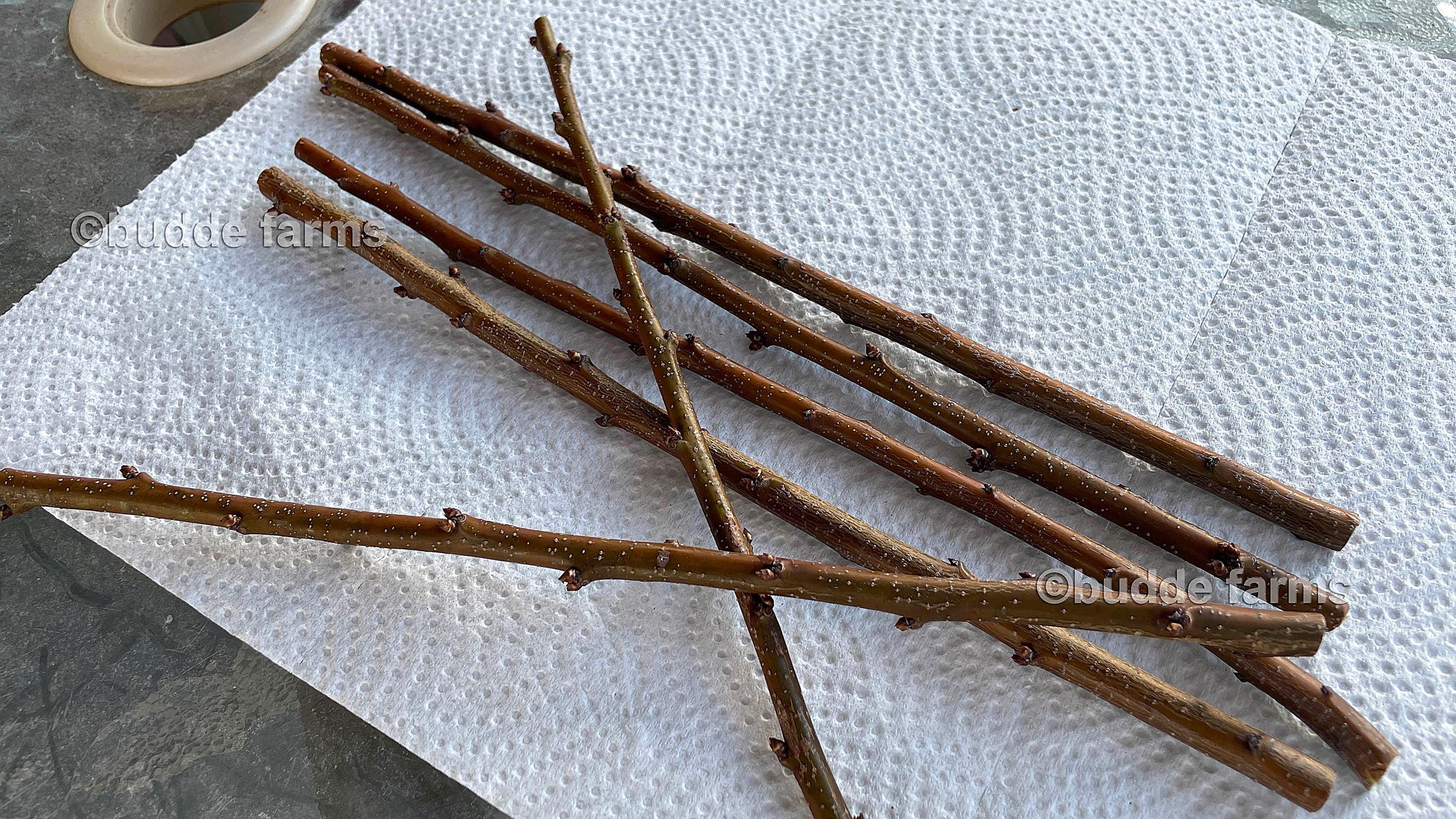 Scion wood for grafting - Fruit tree cuttings; Peach, Plumcot, Apple, Red Mulberry, Serviceberry