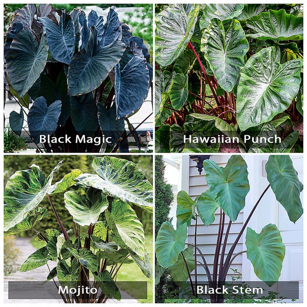 Mojito Elephant Ear Etsy