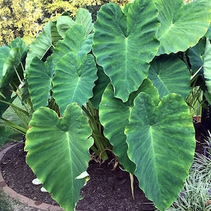 1 Live Elephant Ear Bulb (Large size) LG