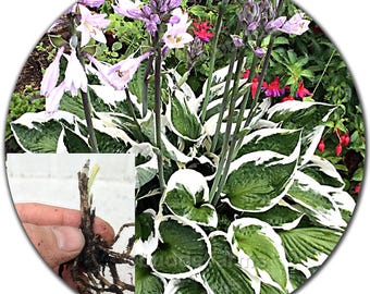Hosta plants - Bare Root - Choose: 2-Pack, 4-Pack or 10-Pack (Variegared - Mixed variety)