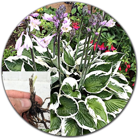 Hosta plants - Bare Root - Choose: 2-Pack, 4-Pack or 10-Pack (Variegared - Mixed variety)