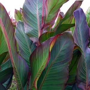 3 Red Canna Lily Indian Canna Indica Shot Bulbs Root Rhizomes image 3