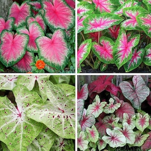 Caladium Bulbs - Large Fancy Mixed Varieties: Pink, Green, White, and Red [#1 Size Live Tuber - Jumbo Leaf Shade Container Plant] 1/2/4-pack