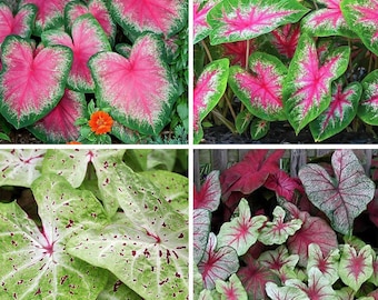 Caladium Bulbs - Large Fancy Mixed Varieties: Pink, Green, White, and Red [#1 Size Live Tuber - Jumbo Leaf Shade Container Plant] 1/2/4-pack