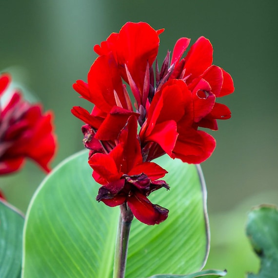2 Red Canna Lily indian Canna Indica Shot Bulbs root Rhizomes 