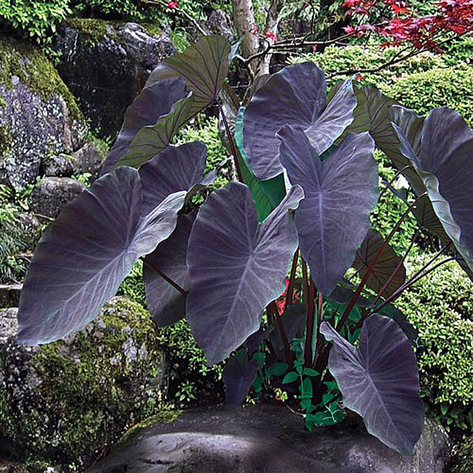 Elephant Ear Bulb Black Beauty Variety Black Magic aka Etsy