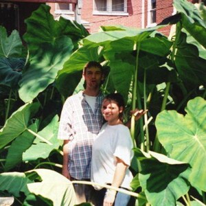 Jumbo-oorbellen olifant - levende bol extra groot - grootste maten tropische plant groen blad [XL/GIANT] -Beperkte hoeveelheid- afbeelding 2