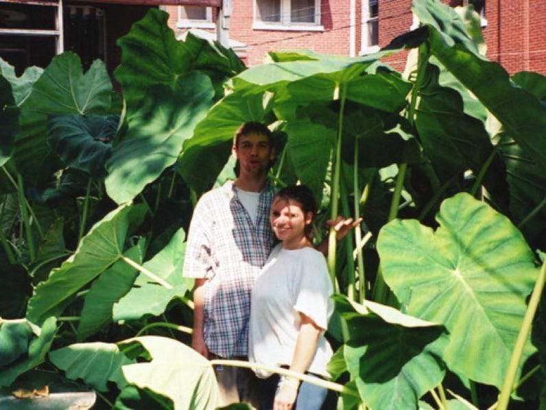 Jumbo-oorbellen olifant - levende bol extra groot - grootste maten tropische plant groen blad [XL/GIANT] -Beperkte hoeveelheid- afbeelding 2
