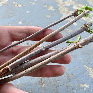 エルダーベリーの挿し木 (3 パックまたは 5 パック) 簡単に発根する在来の多年草!