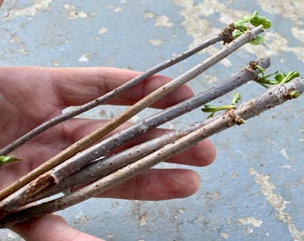Elderberry Cuttings (3-Pack or 5-Pack) Easy rooting Native Perennial!