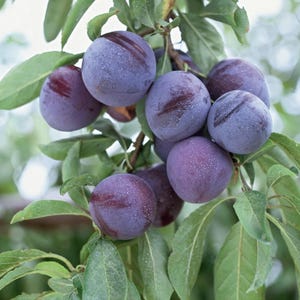 Puede incluir: Primer plano de ciruelas maduras en una rama. Las ciruelas son de color púrpura intenso con una flor polvorienta y una raya de color púrpura rojizo. Hojas verdes rodean las ciruelas, con un fondo borroso.