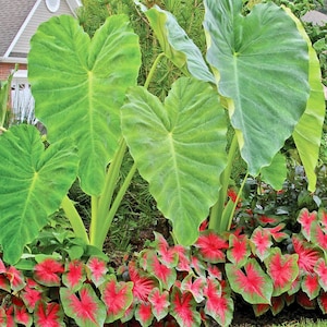 Elephant ear - Colocasia Esculenta Taro (1 medium/large bulb) [Med/LG 25]