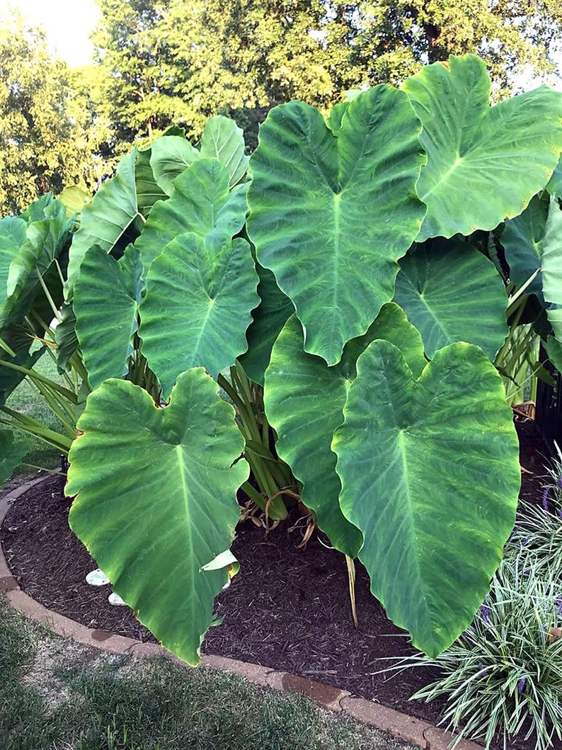 Jumbo Giant Elephant Ear Bulb 1 Large Lg LIVE Bulb Etsy