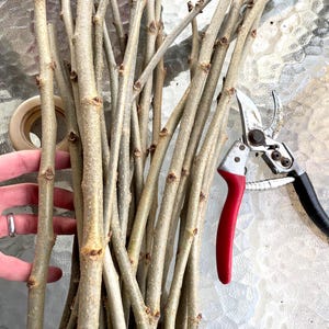 Puede incluir: Un manojo de ramas de árbol delgadas de color marrón claro con pequeños brotes. Se ven unas tijeras de podar con mango rojo y agarre negro. Las ramas son sostenidas por una mano.