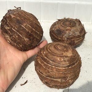 Giant Elephant Ear Bulbs - (1) Live Bulb - Tropical Plant Green Leaf - XL [30.00] **SPRING SALE** image 3