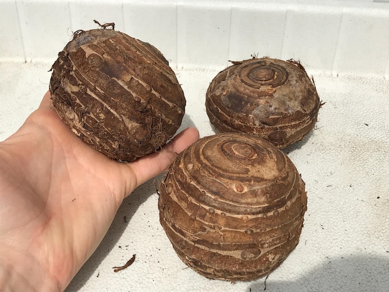 Giant Elephant Ear Bulbs - (1) Live Bulb - Tropical Plant Green Leaf - XL [30.00] **SPRING SALE** image 3