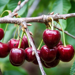 May include: Close-up of a cherry tree branch laden with ripe, dark red cherries. The cherries are glossy and round, hanging from green stems against a blurred green background of leaves. The branch is brown with small buds.