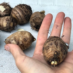 Elephant Ear Bulbs (4-Pack) Small Size Green Leaf - Easy to grow, Beautiful Tropical Plant (Taro Kalo Eddo Colocasia Esculenta Gabi) 4X BULB