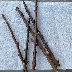 Scion wood for grafting - Fruit tree cuttings; Spring Satin Plumcot (green/new growth)