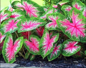 Caladium Birne - 1 Live lose - Verschiedene Sorten: Rot, Weiß, Pink, Grün! Schöne Schattenpflanze [# 2 Größe kleine Birne] ** KAUFEN 5 ERHALTEN 1 GRATIS