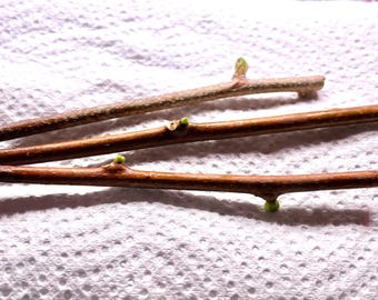 Confezione da 3 talee di kiwi resistenti al freddo - Varietà: Anna (femmina)