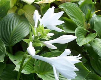 ロイヤルスタンダードギボウシ – 香りの良い白い花、日陰に生息する多年草（裸根）