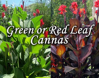 Canna Lily - 1 Bulbo Vivo - Hoja Verde y Hoja Rojo Oscuro Musifolia