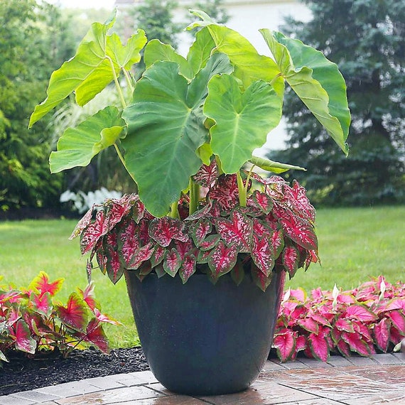 Caladium Bulbs 2pack Large Mixed Varieties Etsy