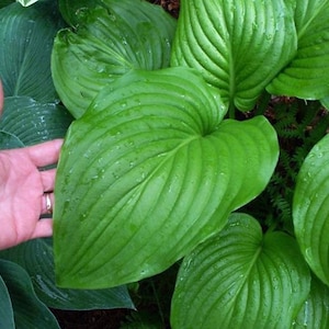 Hostas Green Leaf Fancy variety! - Choose your selection: 1 bulb, 2-Pack, 4-Pack, 6-Pack