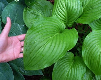 Hostas Green Leaf Fancy variety! - Choose your selection: 1 bulb, 2-Pack, 4-Pack, 6-Pack