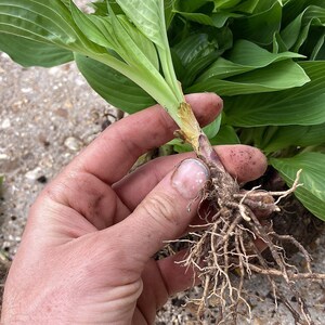 10-Pack Royal Standard Hosta – Green Leaf Bare Root Plant image 4