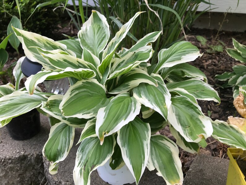 Hostas Green and White Variegated 'Patriot Hosta' or similar variety Bare Root live plant image 7