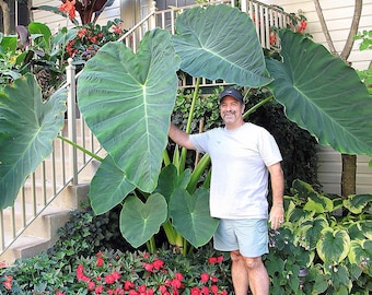Colocasia esculenta 'Jack's Giant' - 1 Large Bulb (elephant ear) LG